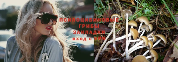 шишки Аркадак